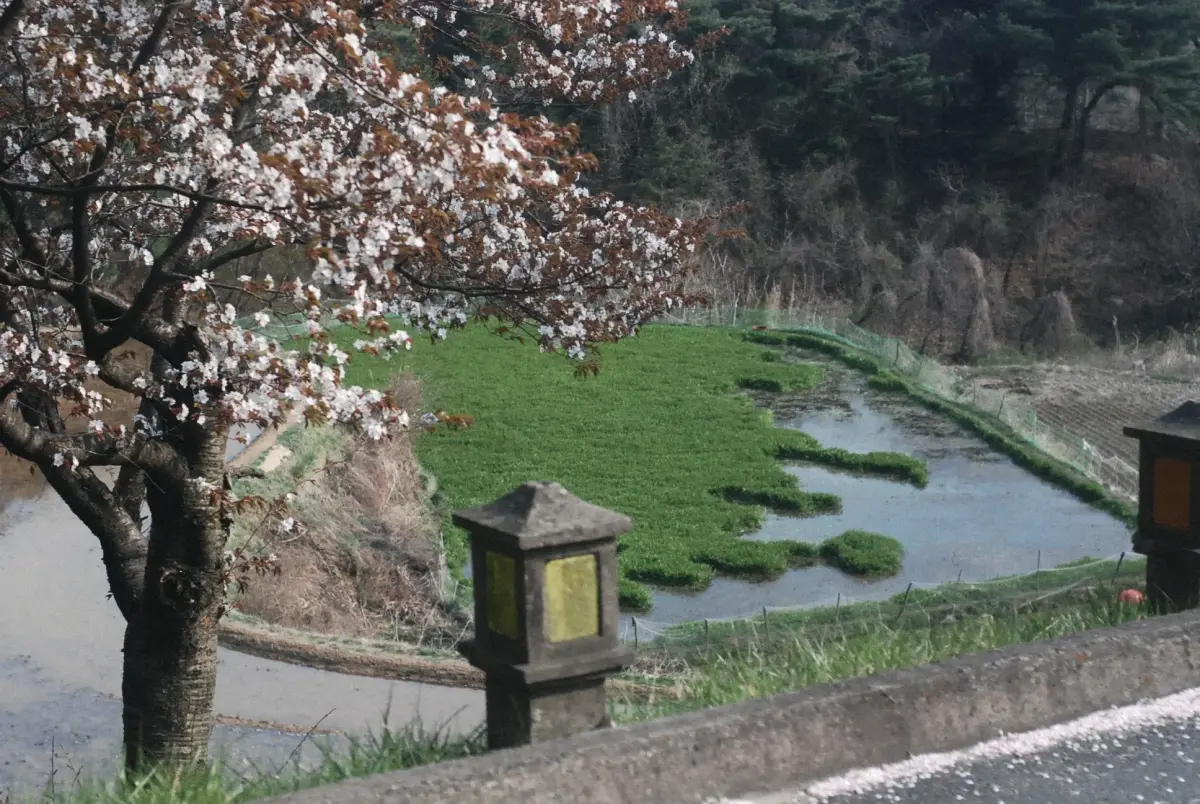 Spring in South Korea: Mountains, Temples, and Cherry Blossoms