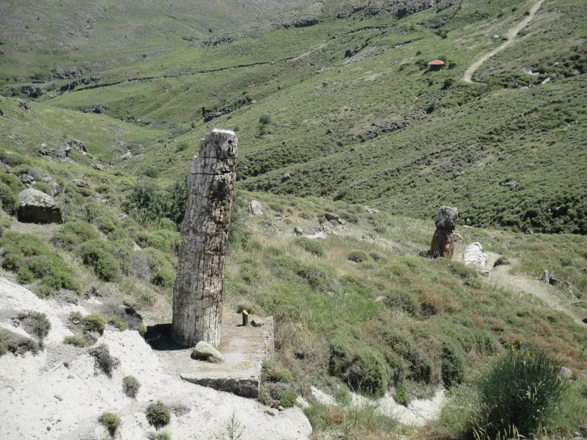 The Forest That Outlived the Dinosaurs