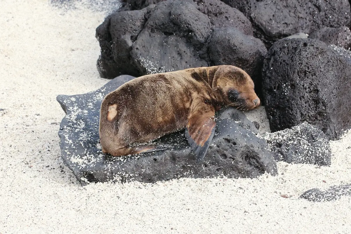 The Islands Where Animals Don’t Run Away